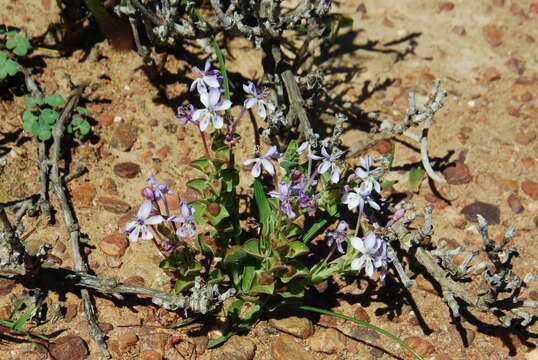 Image of Lapeirousia pyramidalis subsp. pyramidalis