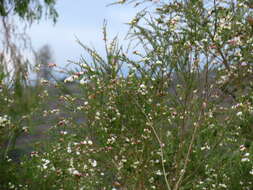 صورة Aspalathus uniflora subsp. willdenowiana (Benth.) R. Dahlgren