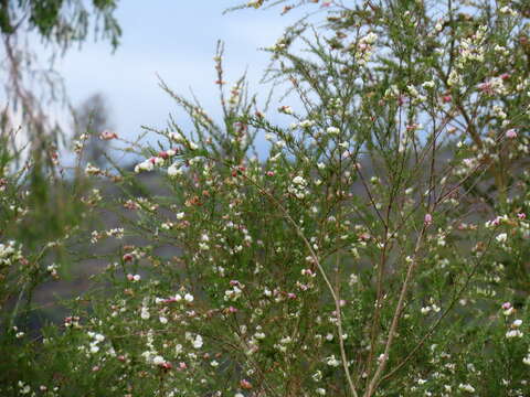 Image of Aspalathus uniflora L.