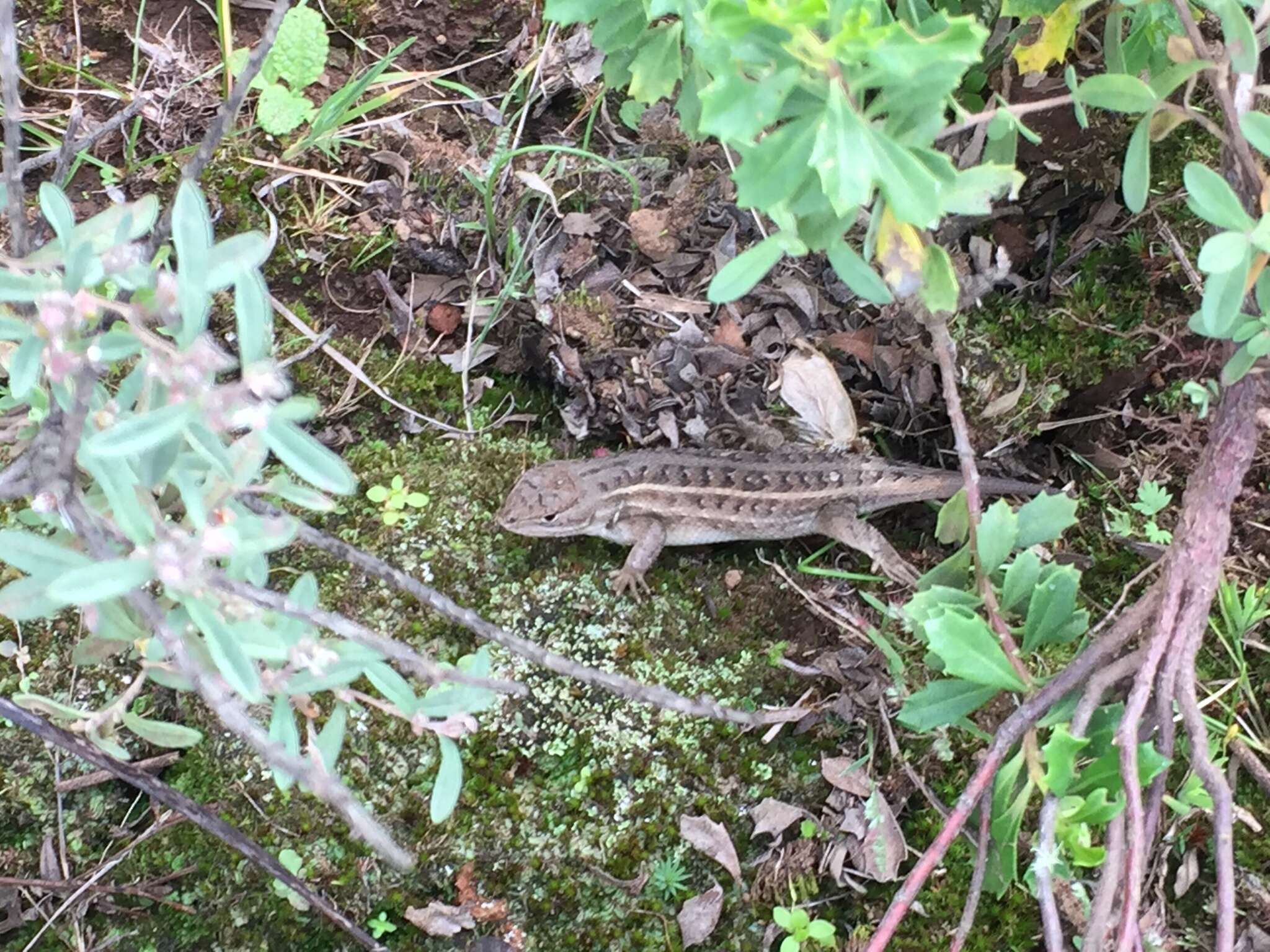 Image of Bunchgrass Lizard