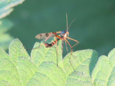 Image of Ptychoptera contaminata (Linnaeus 1758)