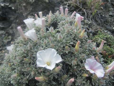 Image of Convolvulus boissieri Steudel