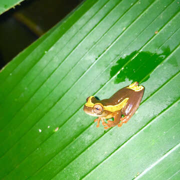 Image of Dendropsophus bifurcus (Andersson 1945)