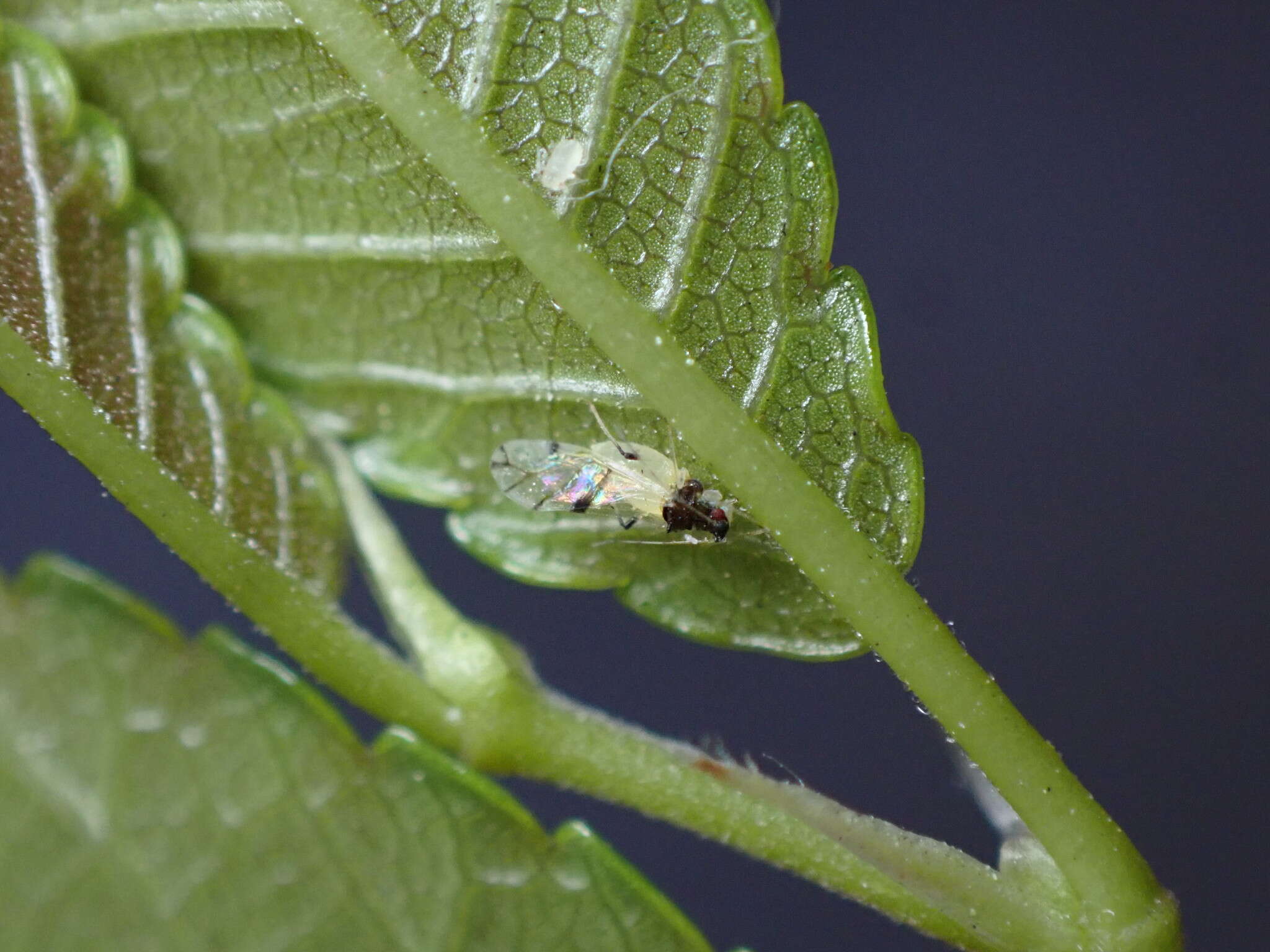 Image of Aphid