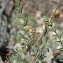 Sivun Astragalus misellus S. Wats. kuva