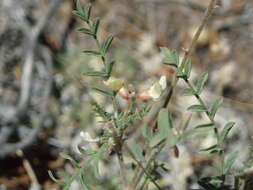 Image of pauper milkvetch