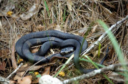 Image of Stephens's Banded Snake