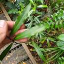 Image of Alseuosmia banksii var. linariifolia (A. Cunn.) R. O. Gardner