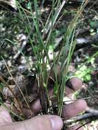 Image of Limestone-Forest Sedge