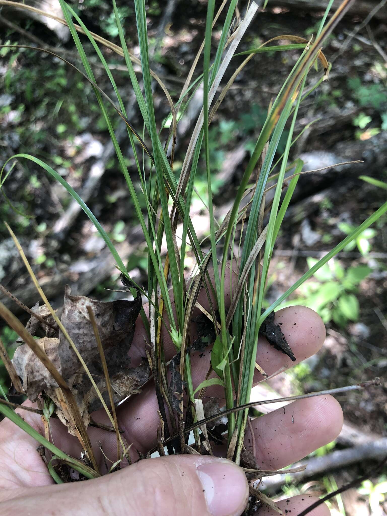 Image of Limestone-Forest Sedge