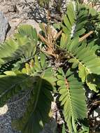 Image of Cardboard Palm