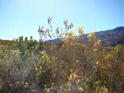 Image of Leucadendron diemontianum I. J. M. Williams