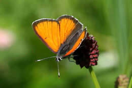 Image of <i>Lycaena hippothoe eurydame</i>