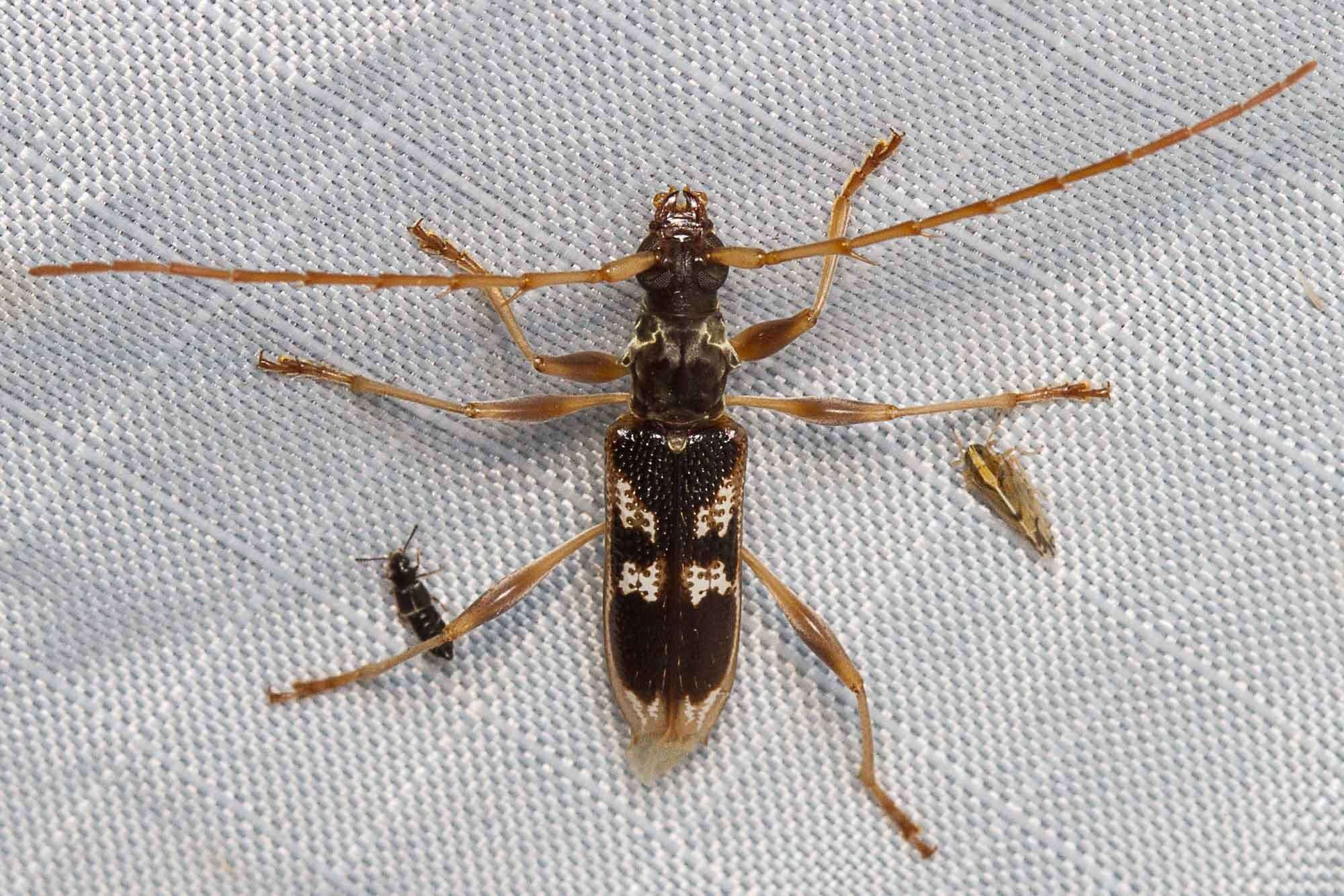 Image of Coptocercus trimaculatus (Hope 1841)