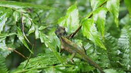 Image of Rwenzori Plate-nosed Chameleon