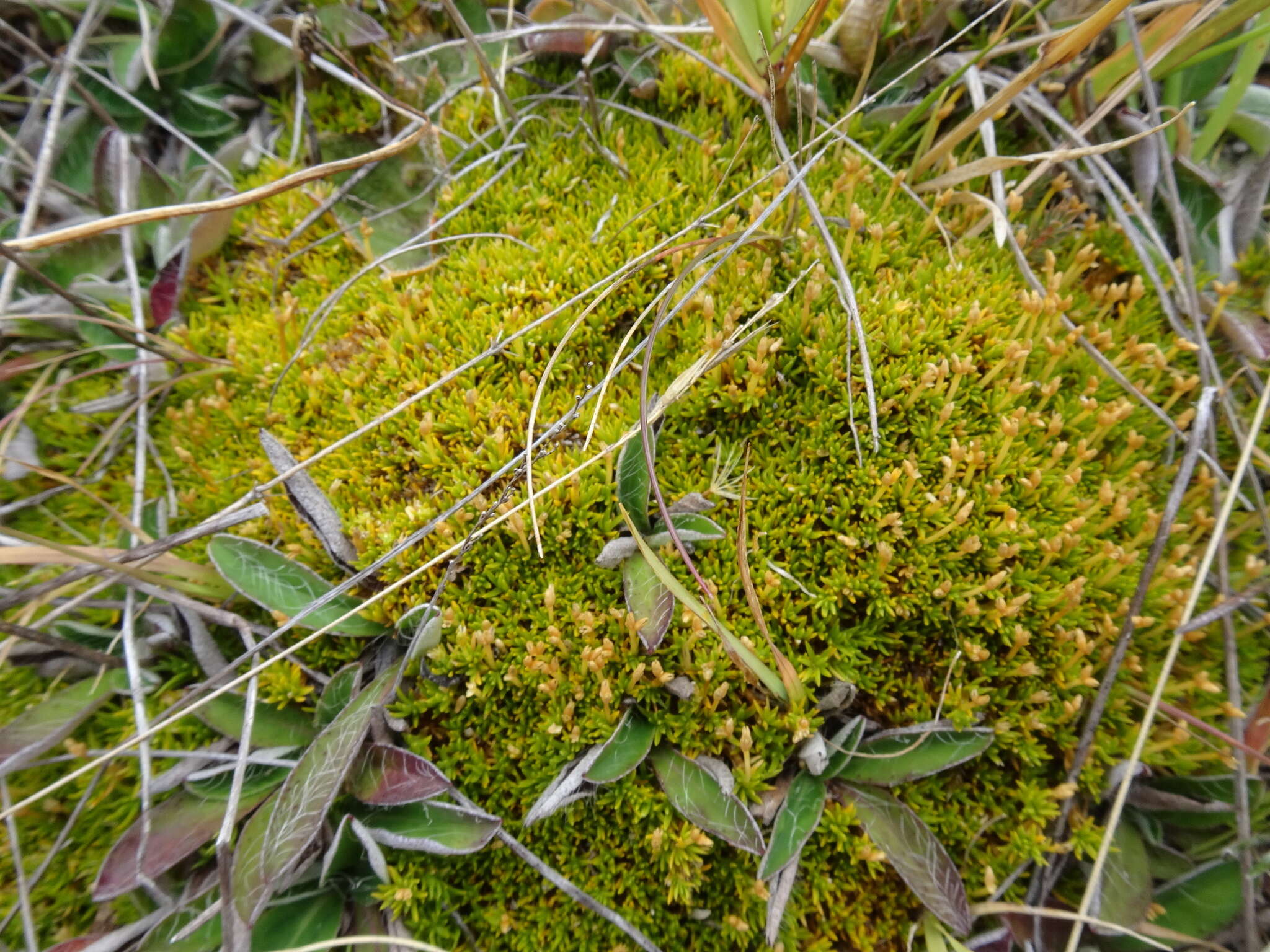 Imagem de Scleranthus uniflorus P. A. Williamson