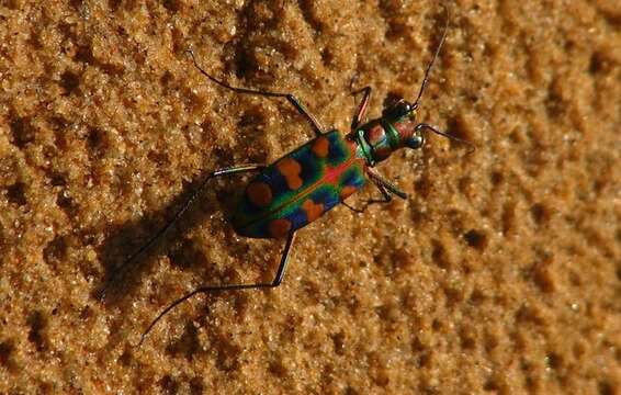 Image of Cicindela (Calochroa) octonotata Wiedemann 1819