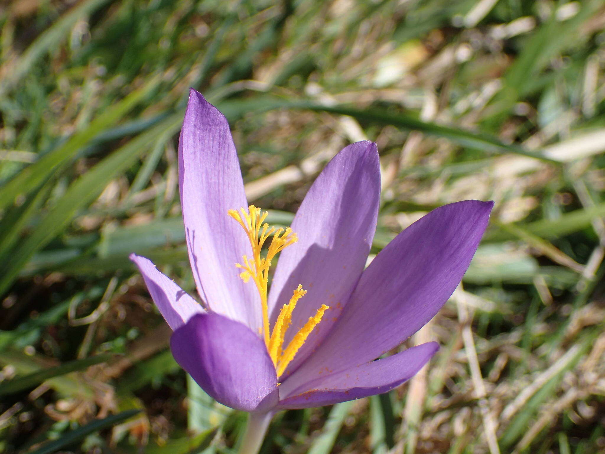 Crocus nudiflorus Sm. resmi