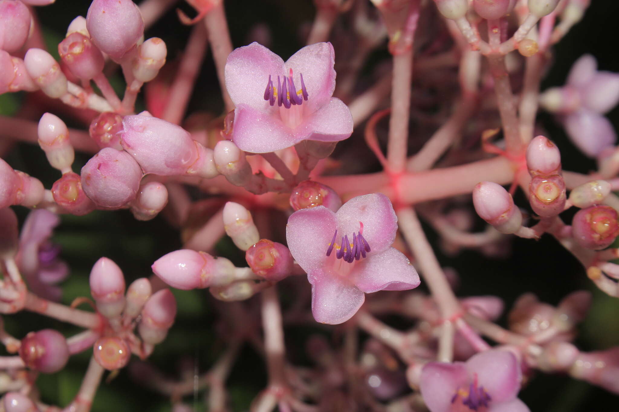 Image of Medinilla speciosa (Reinw. ex Bl.) Bl.