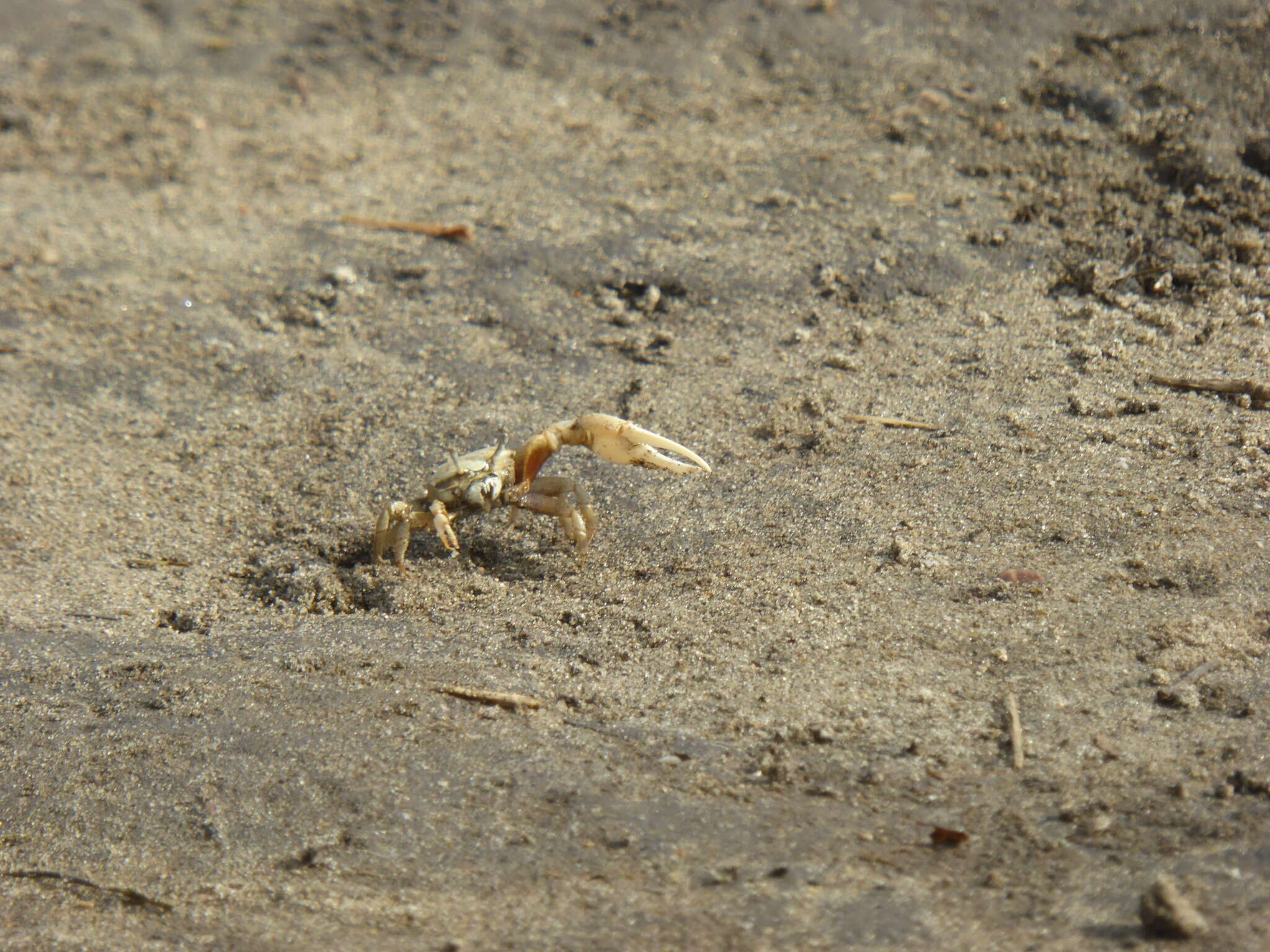 Image of Mexican Fiddler Crab