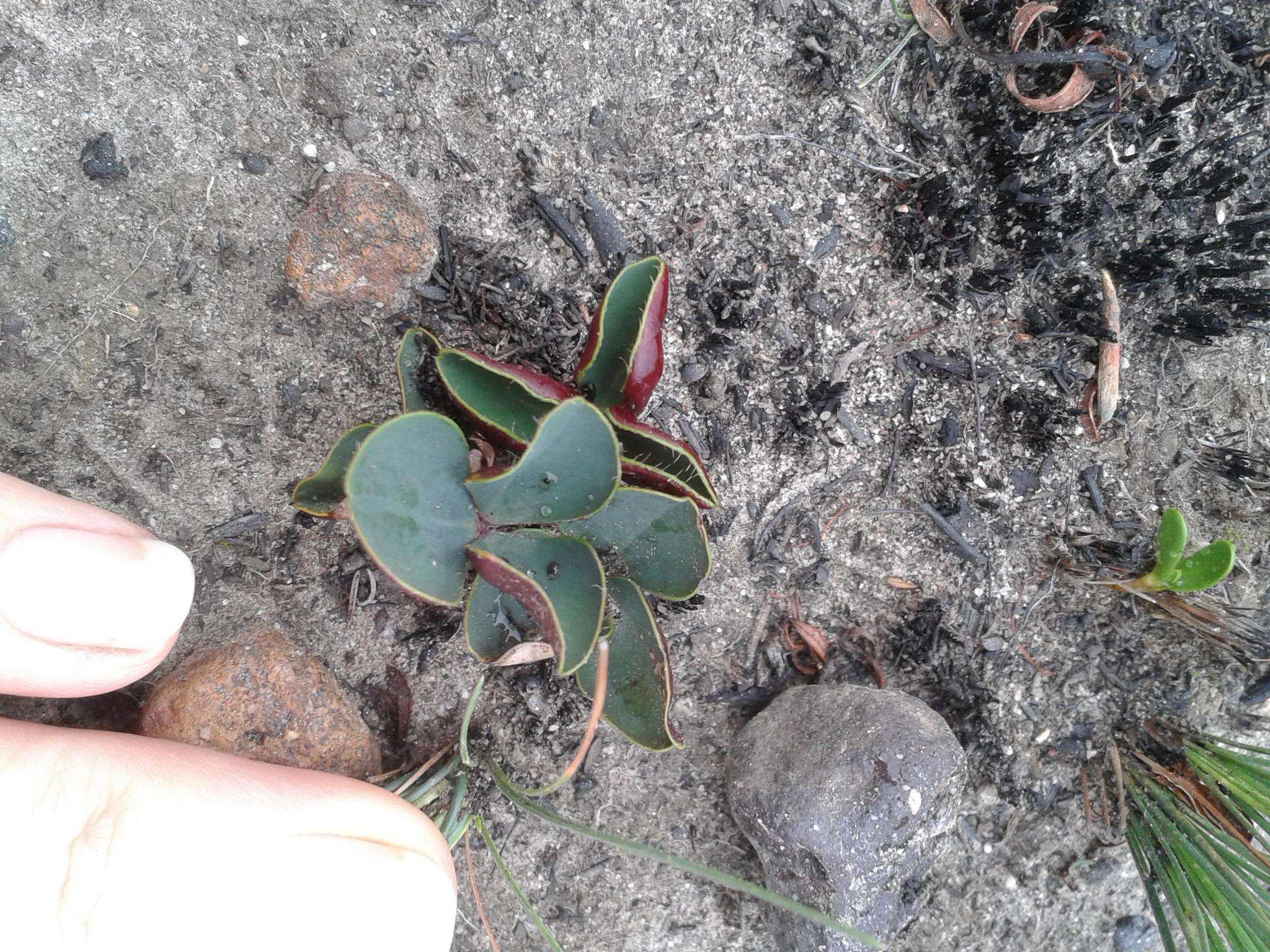 Image of Oxalis eckloniana var. sonderi Salter