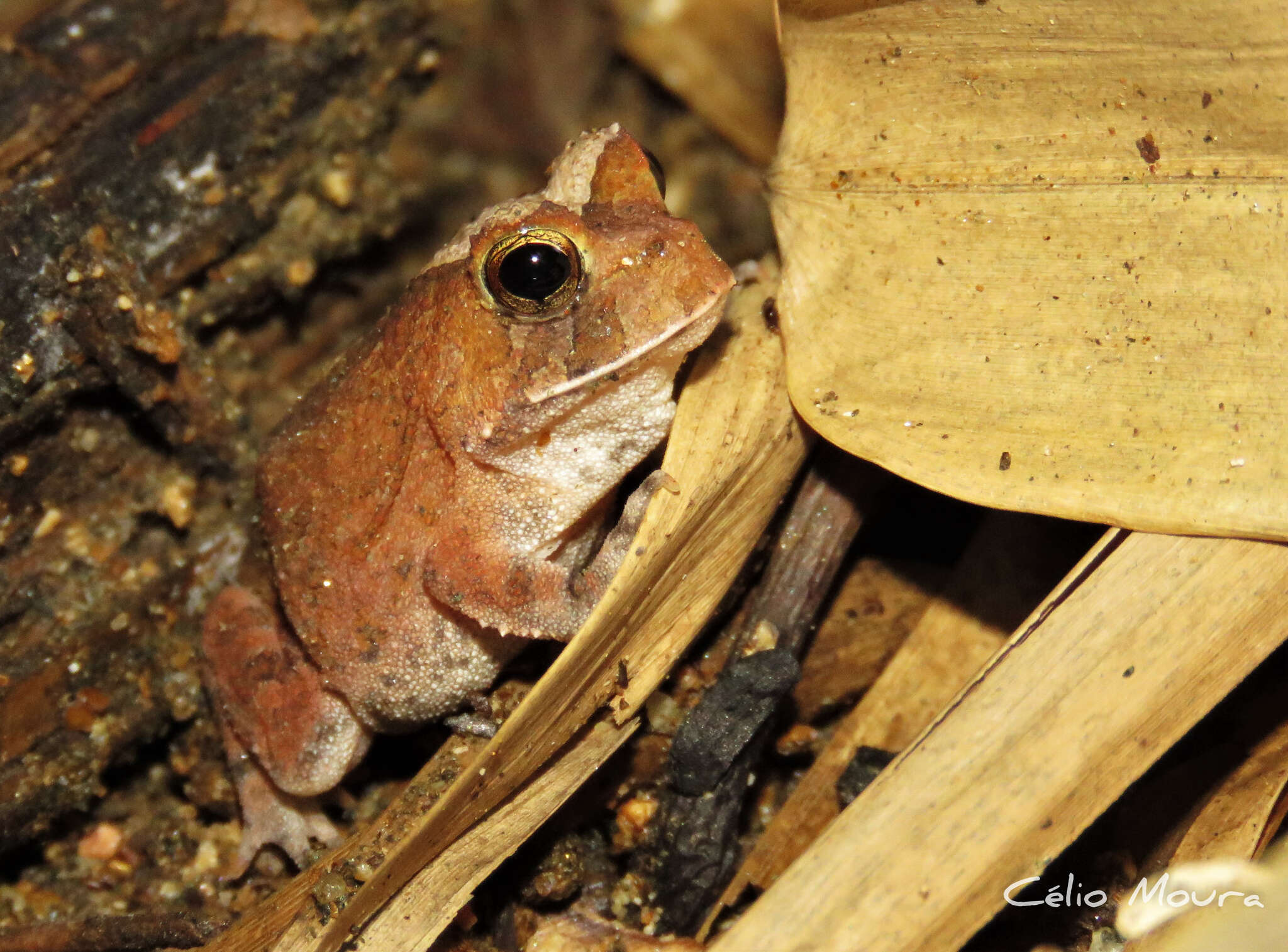 Proceratophrys cristiceps (Müller 1883)的圖片