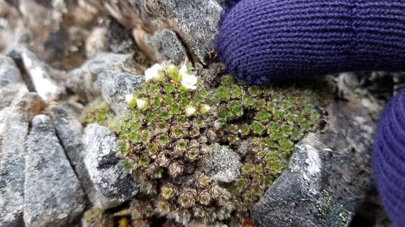 Слика од Veronica pulvinaris (Hook. fil.) Cheesem.