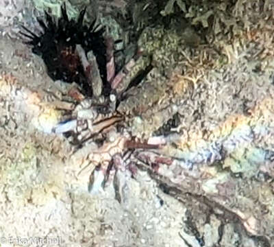 Image of slate pencil urchin