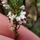 Image of Erica orientalis R. A. Dyer