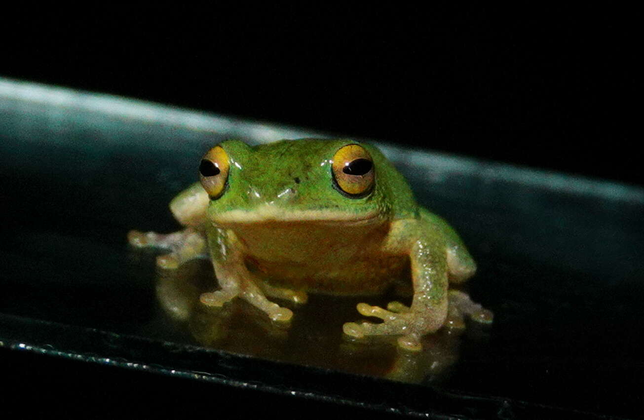 Imagem de Pseudophilautus ocularis (Manamendra-Arachchi & Pethiyagoda 2005)