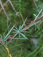 Plancia ëd Juniperus communis var. communis