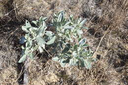 Image of sky-blue lupine