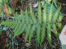 Parathelypteris japonica (Bak.) Ching的圖片