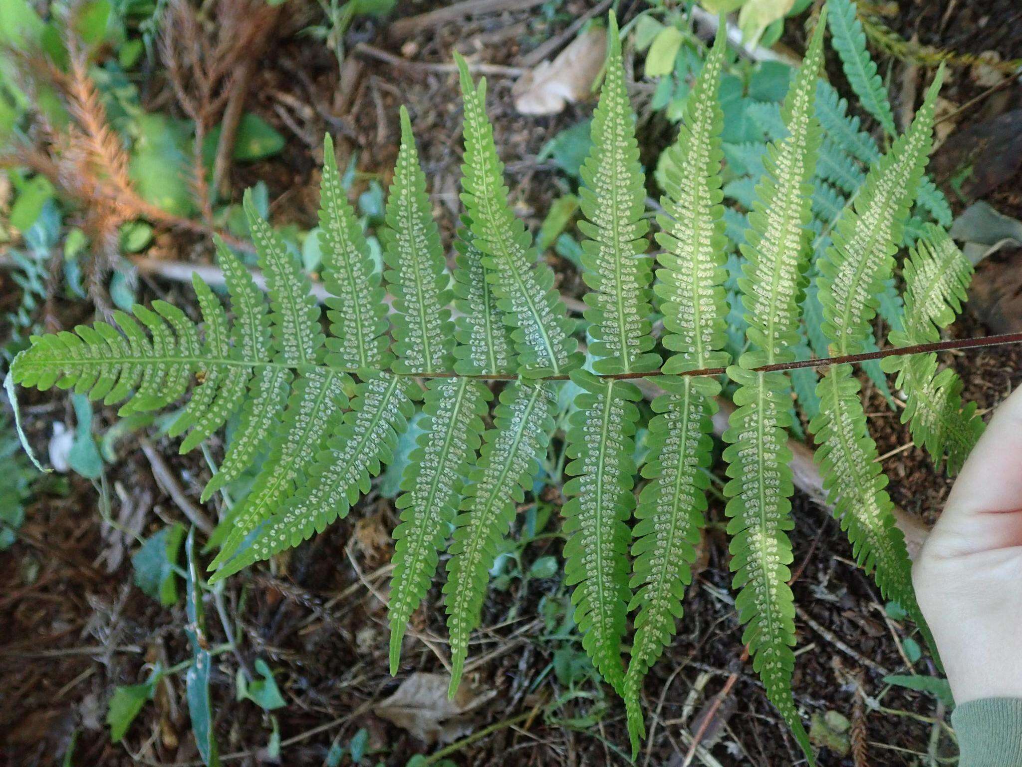 Image of Parathelypteris japonica (Bak.) Ching