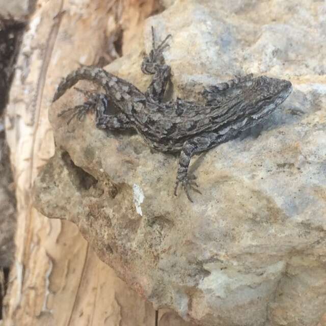 Image of Texas Tree Lizard
