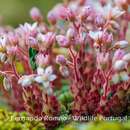 Sivun Sedum hirsutum subsp. hirsutum kuva