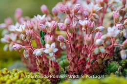 Imagem de Sedum hirsutum subsp. hirsutum