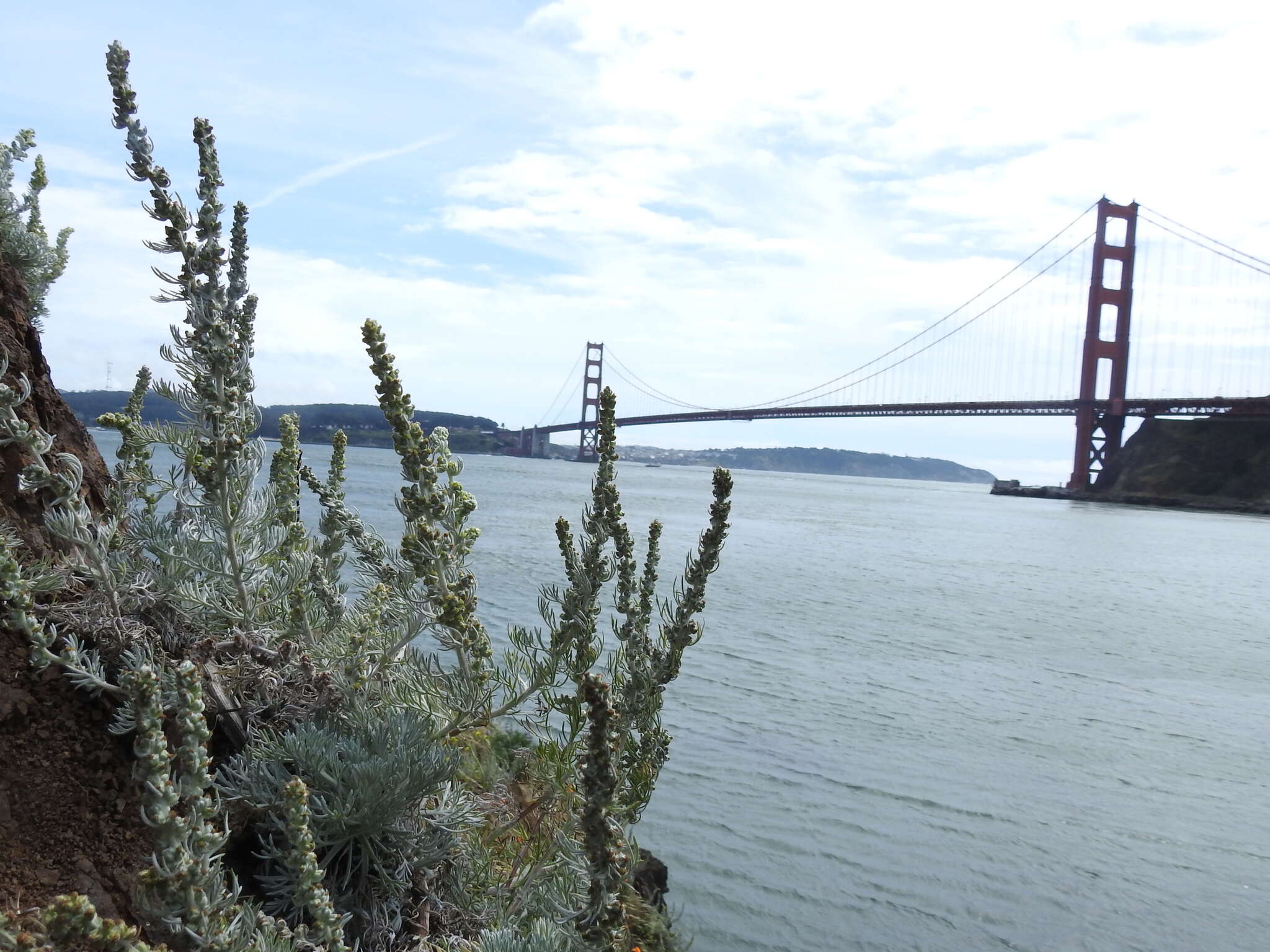 Image of beach wormwood