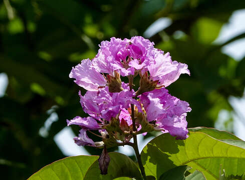 Sivun Lagerstroemia speciosa (L.) Pers. kuva