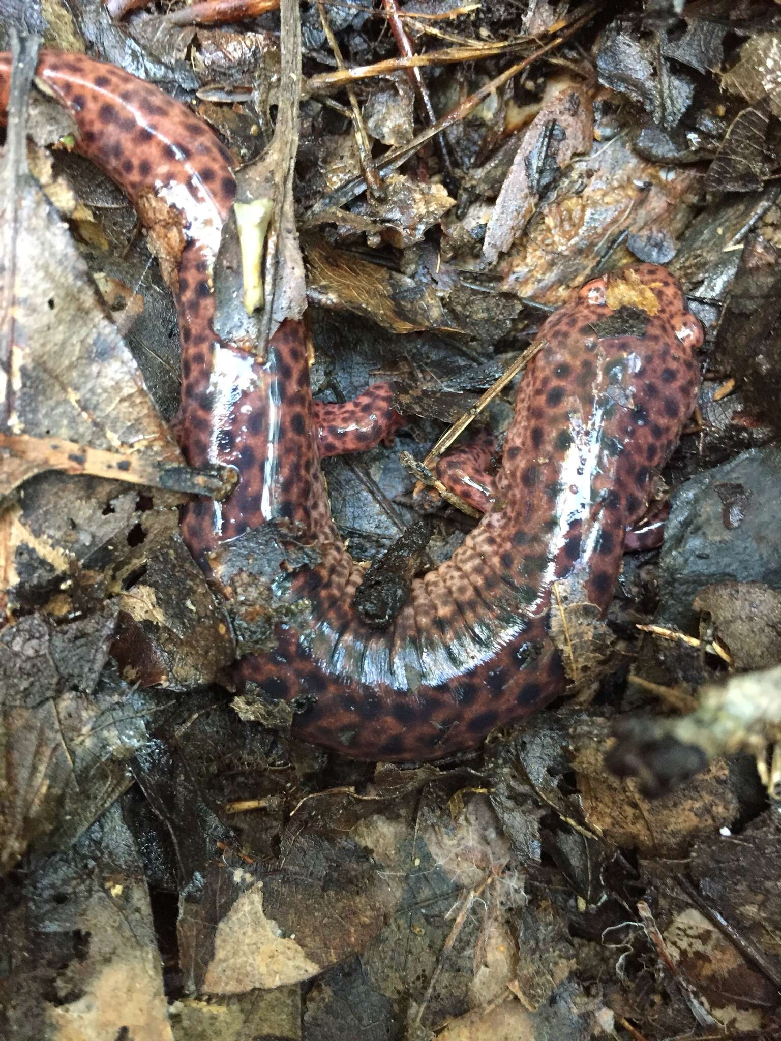 Image of Red Salamander