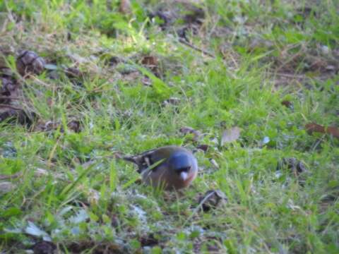 Image of Fringilla coelebs africana Levaillant & J 1850