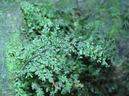 Imagem de Hymenophyllum polyanthos (Sw.) Sw.