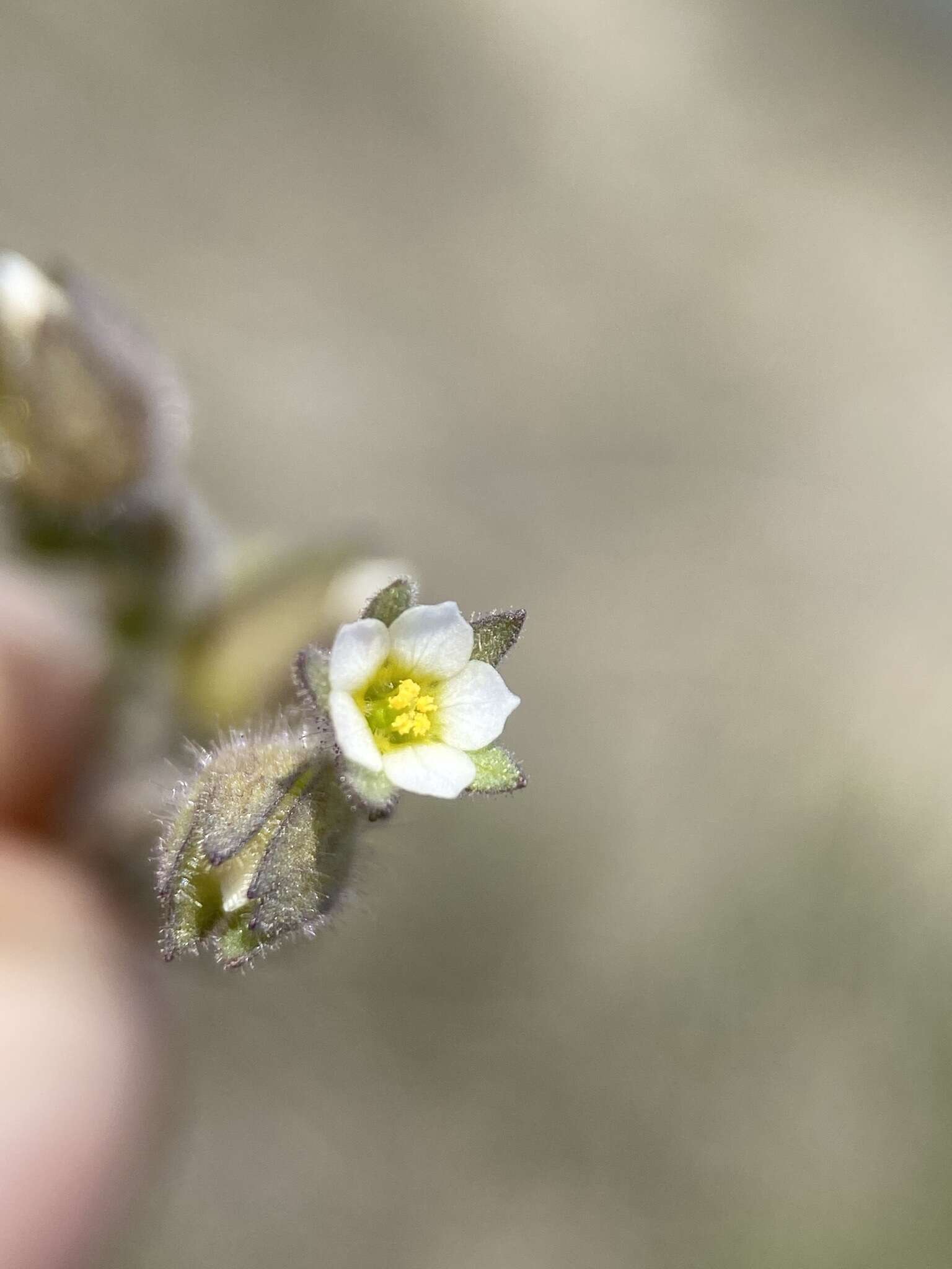 Imagem de Polemonium micranthum Benth.