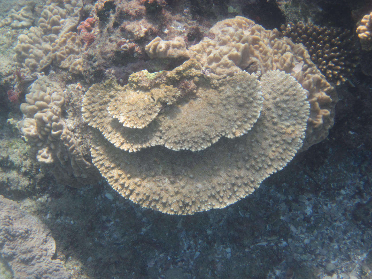 Image of Acropora branchi Riegl 1995