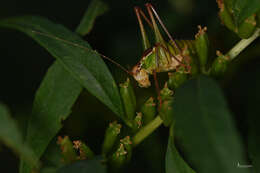 Image of Poecilimon (Poecilimon) cretensis Werner 1903