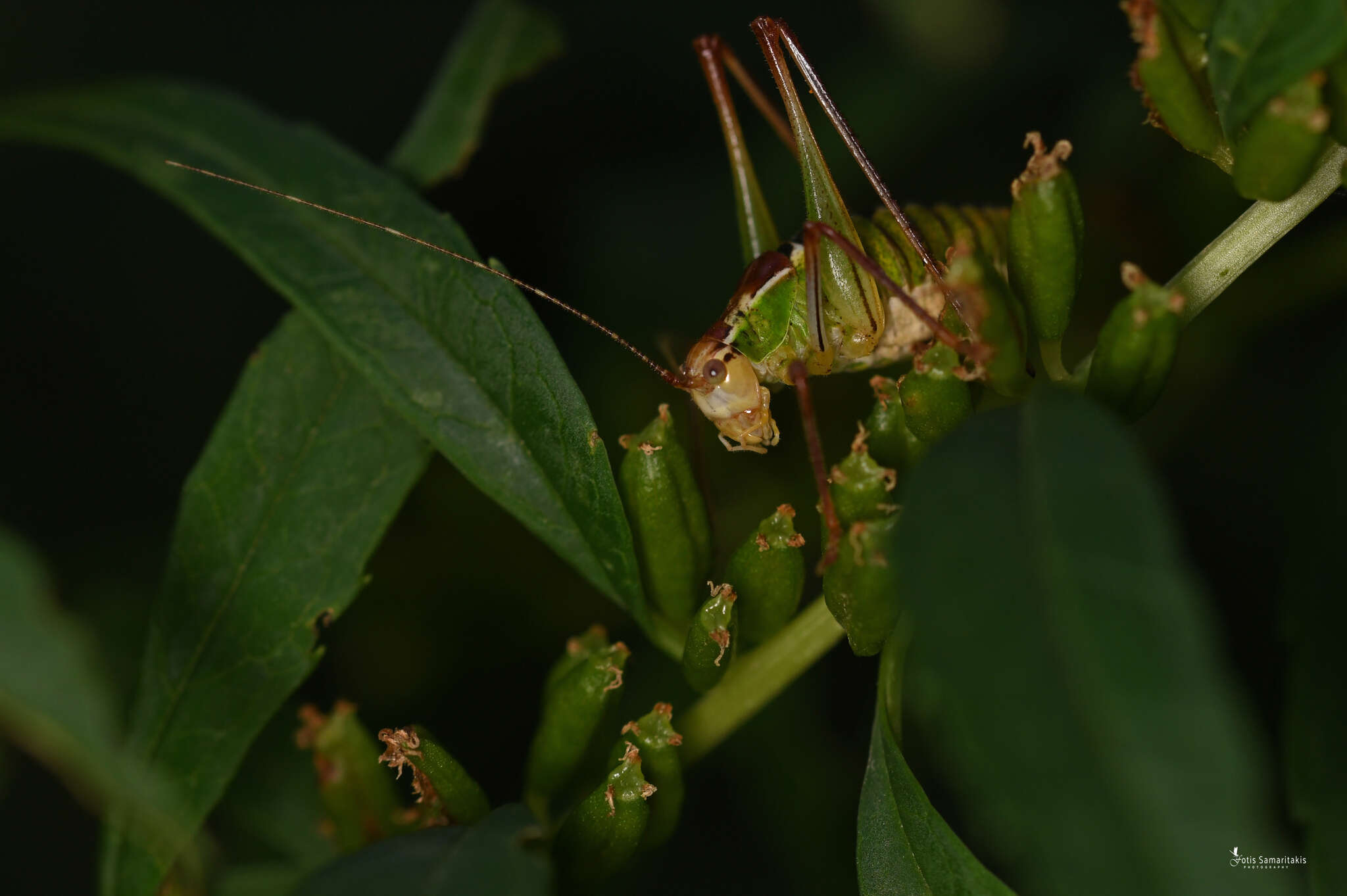 Image of Poecilimon (Poecilimon) cretensis Werner 1903