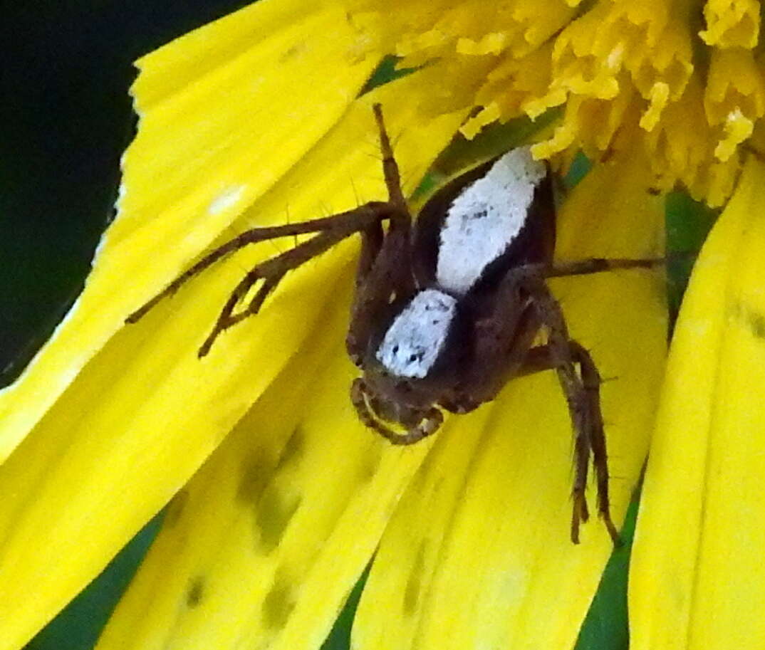 Image of Oxyopes singularis Lessert 1927