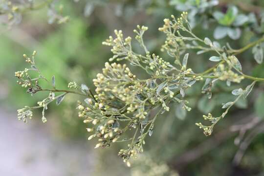 صورة Archibaccharis serratifolia (Kunth) Blake