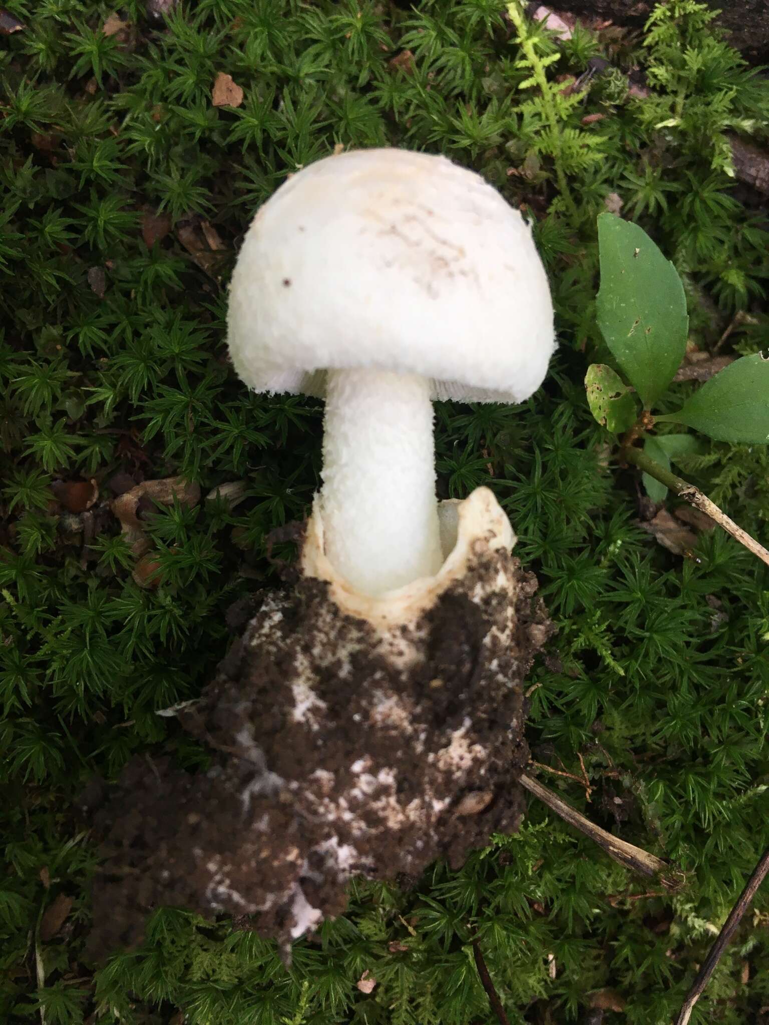 Image of Amanita peckiana Kauffman 1913