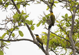 Image of Black-headed Woodpecker